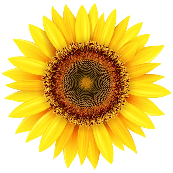 Sunflower — Stock Vector