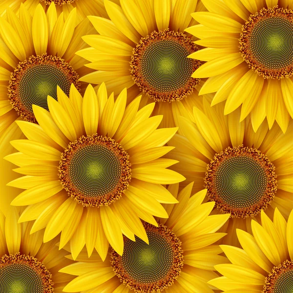 Sonnenblumen Hintergrund — Stockvektor