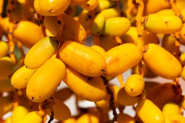 Tarihleri friuts makro