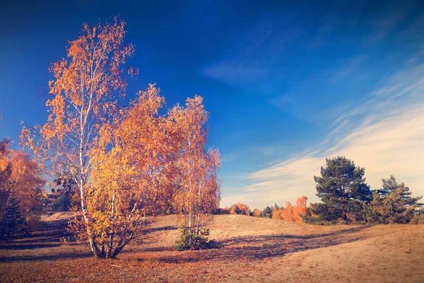 Podzimní stromy přírodní pozadí — Stock fotografie