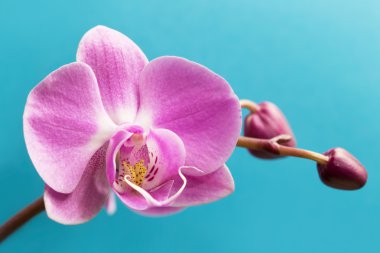 Pembe orkide çiçeği.