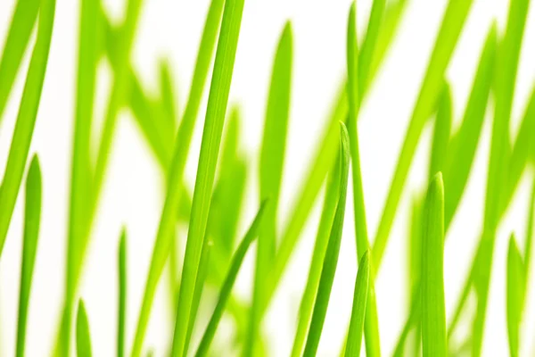 Green grass background — Stock Photo, Image