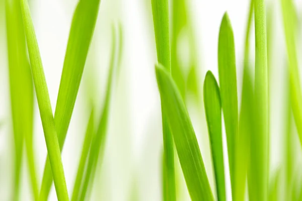 Green grass background — Stock Photo, Image