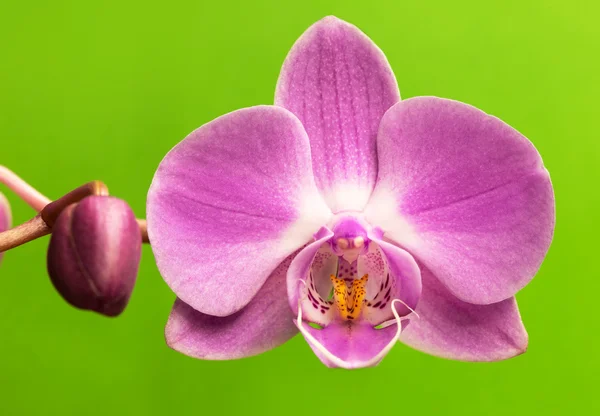 Flor de orquídea rosa — Fotografia de Stock