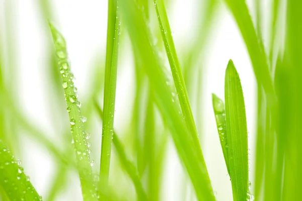 Green grass with water drops — Stock Photo, Image