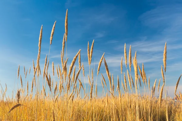 Reeds sobre o céu azul — Fotografia de Stock