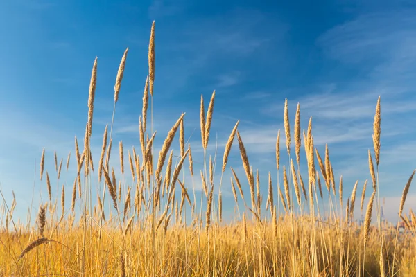 Cañas sobre el cielo azul — Foto de Stock