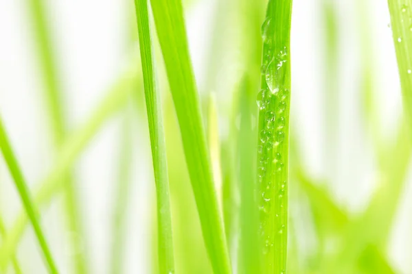 Zielona trawa z kroplami wody — Zdjęcie stockowe