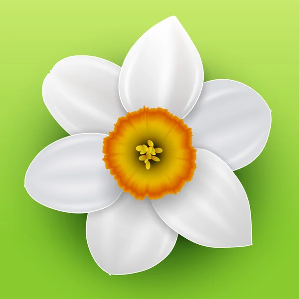 Ilustração narciso flor —  Vetores de Stock