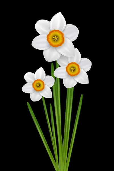 Blommor narcissus illustration — Stock vektor