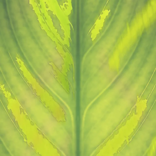 Green leaf — Stock Photo, Image