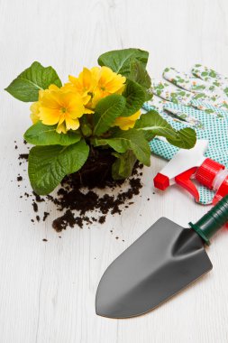 Bahçe aletleri ve renkli çiçek