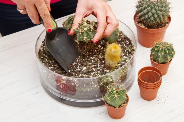 Hrnkové různé malé kaktus v květináči skla — Stock fotografie