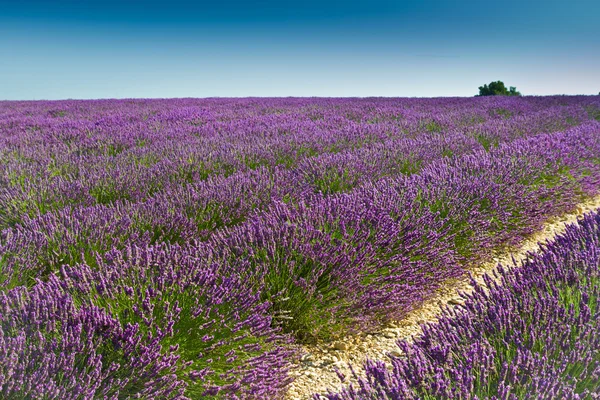 Fiori di lavanda fioritura campi profumati — Foto Stock