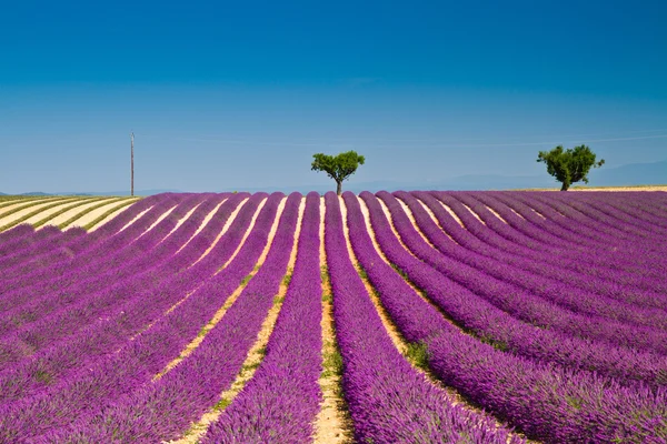 Lavanda flor florescendo campos perfumados — Fotografia de Stock