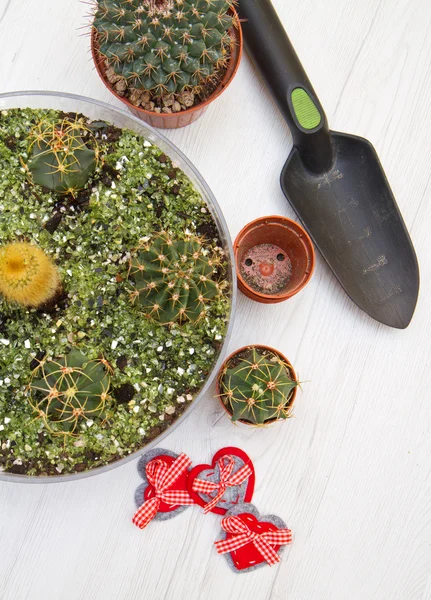 Potted Various of small cactus in a glass pot — Stock Photo, Image