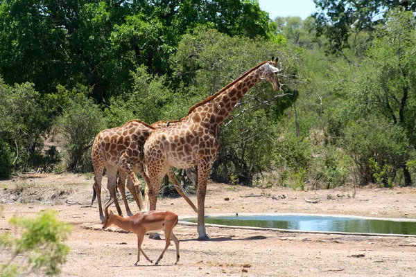 Állatok ivóvíz egy nemzeti parkban — Stock Fotó