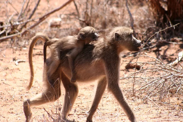 Mother monkey holding her baby — Stock Photo, Image