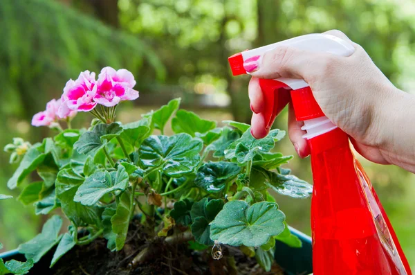 Jardinería una flor de geranio — Foto de Stock