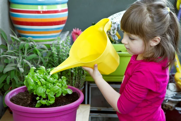 Ung flicka vattning basil plant leende — Stockfoto