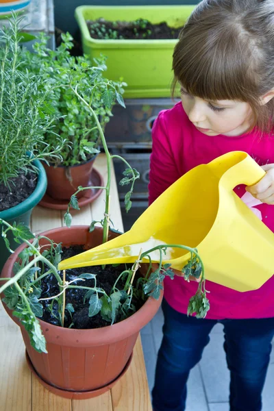 Young girl watering rosemary plant smiling — Stock Photo, Image