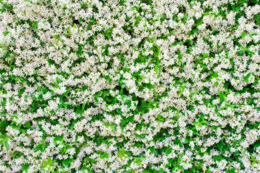 arka plan olarak Yasemin çiçeği 