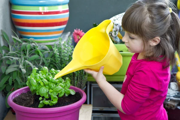 Menina jovem regando manjericão planta sorrindo — Fotografia de Stock