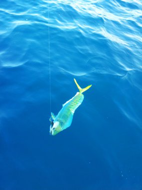Blue fin bluefin tuna catch clipart