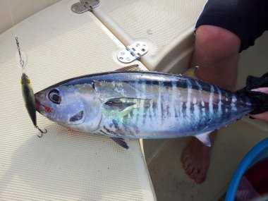 Mavi yüzgeçli mavi yüzgeçli orkinos yakalamak
