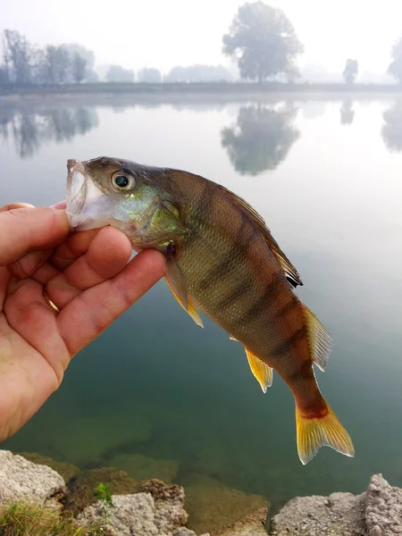 A beautiful perch fish — Stock Photo, Image