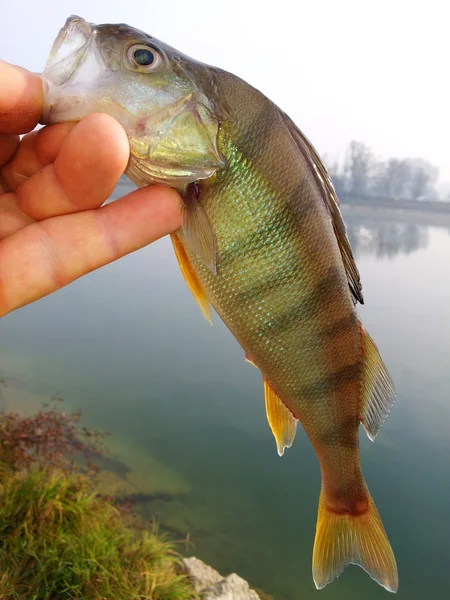 Un pez cerca del río —  Fotos de Stock