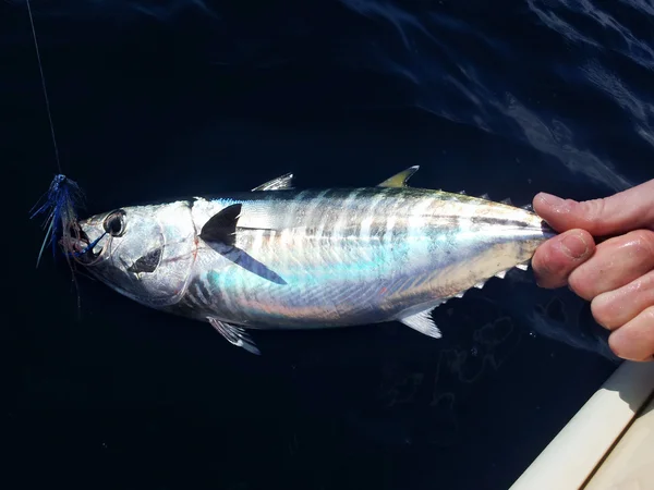 Blue fin tonijn vangen — Stockfoto