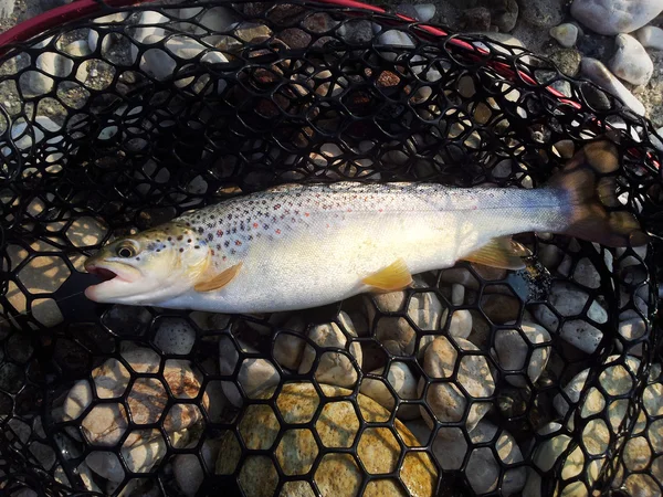 Fresh caught brown trout — Stock Photo, Image