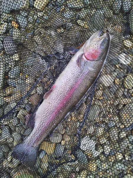 Trucha arco iris pescada —  Fotos de Stock