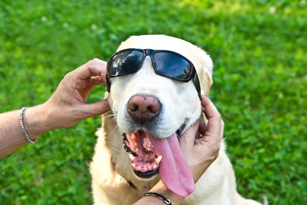 Όμορφο σκυλί λαμπραντόρ με γυαλιά ηλίου — Φωτογραφία Αρχείου
