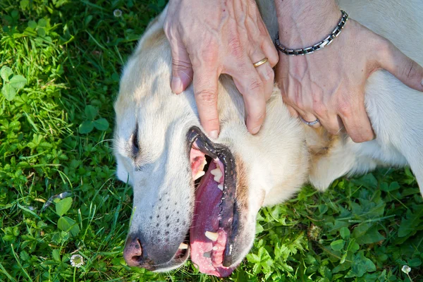 Abrazar al perro labrador en el parque — Foto de Stock