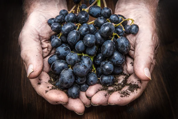 Hands with cluster of black grapes — Stock Photo, Image