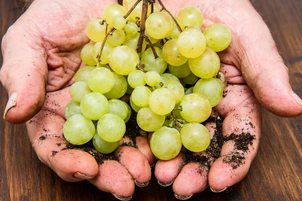 Mãos segurando uvas verdes — Fotografia de Stock