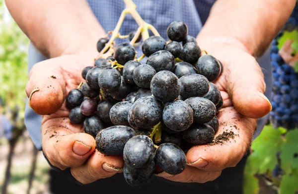 Mãos de agricultores com uvas pretas recém-colhidas — Fotografia de Stock