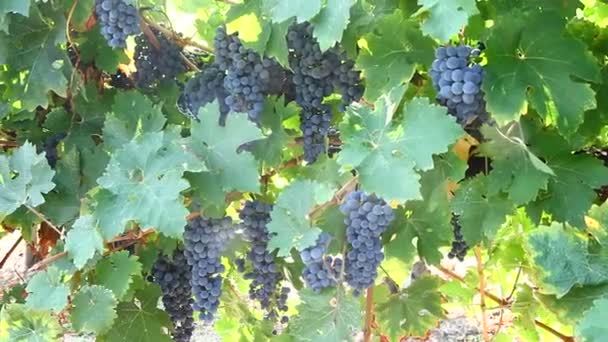 Racimos de uvas negras en los viñedos — Vídeos de Stock