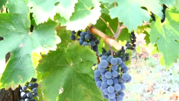 Pęczki czarnych winogron w winnicach — Wideo stockowe