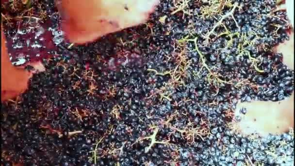 Harvest: grapes black fruit with their feet — Stock Video