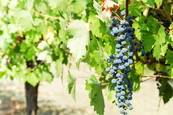 Um bando de uvas pretas — Fotografia de Stock