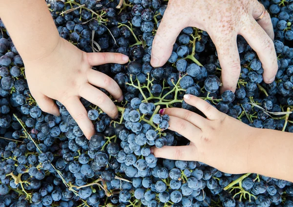 Mãos na uva preta — Fotografia de Stock