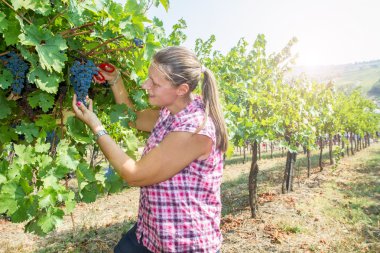 kadın malzeme çekme üzüm 