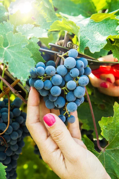 Mulher a apanhar uvas — Fotografia de Stock