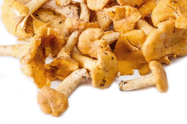 Ciuperci proaspete chanterelle — Fotografie, imagine de stoc