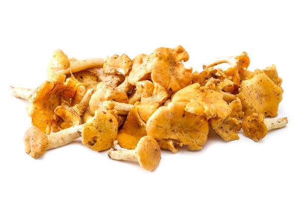chanterelle mushrooms isolated on a white background 