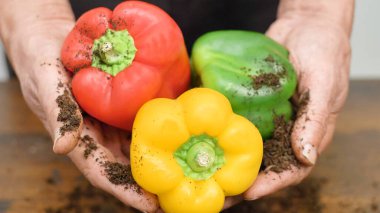 Yaşlı çiftçi elleri büyük renkli biber topluyor.