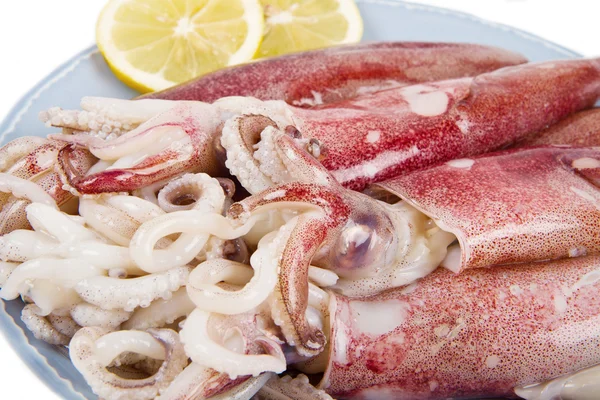 Calamari freschi isolati su fondo bianco — Foto Stock